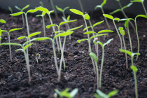 photo of plants sprouting from dark soil